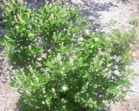 clethra alnifolia 4.jpg